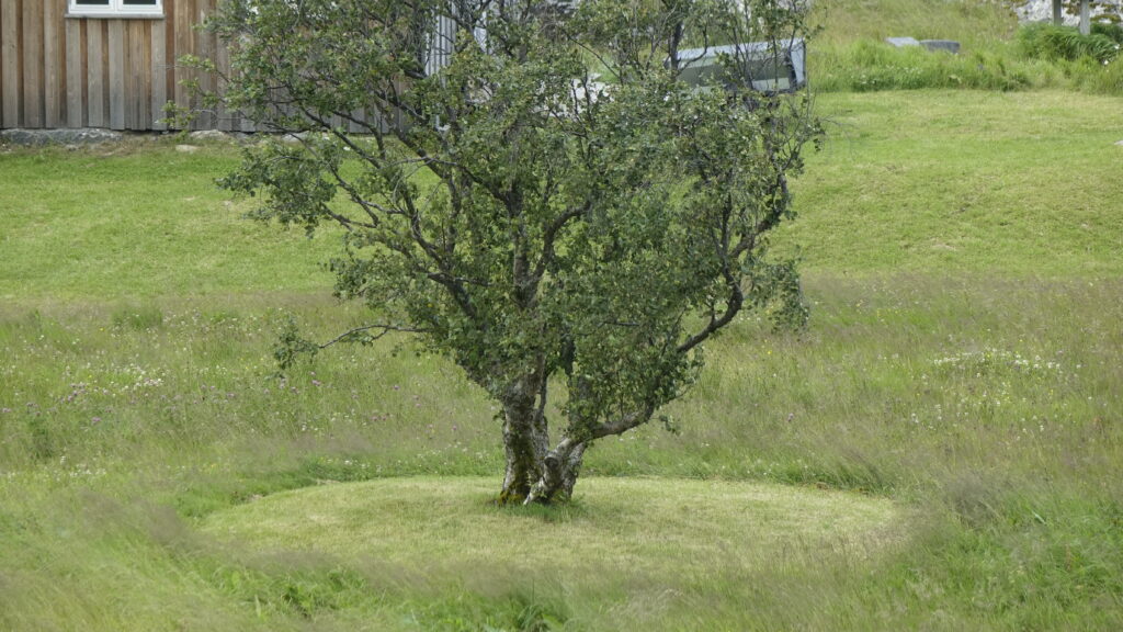 One of the trees on Lille Herstrand