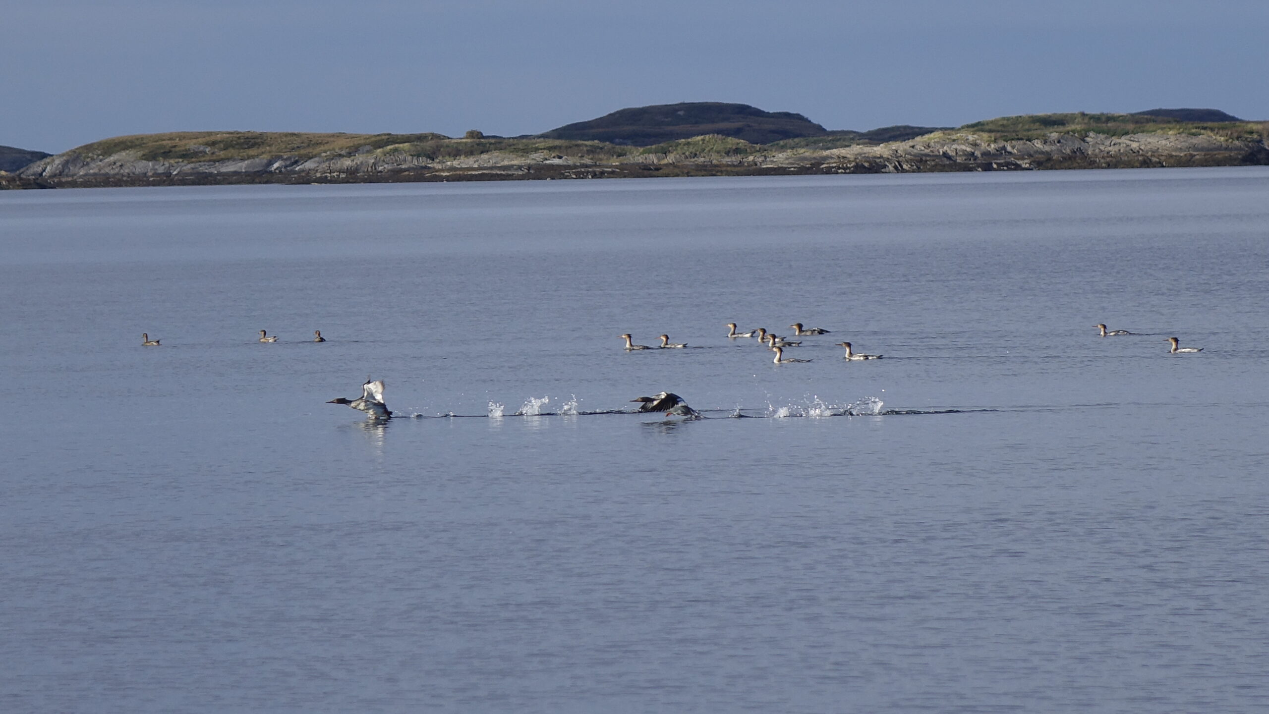 Rich animal life on Lille Herstrand. Seabirds flying.