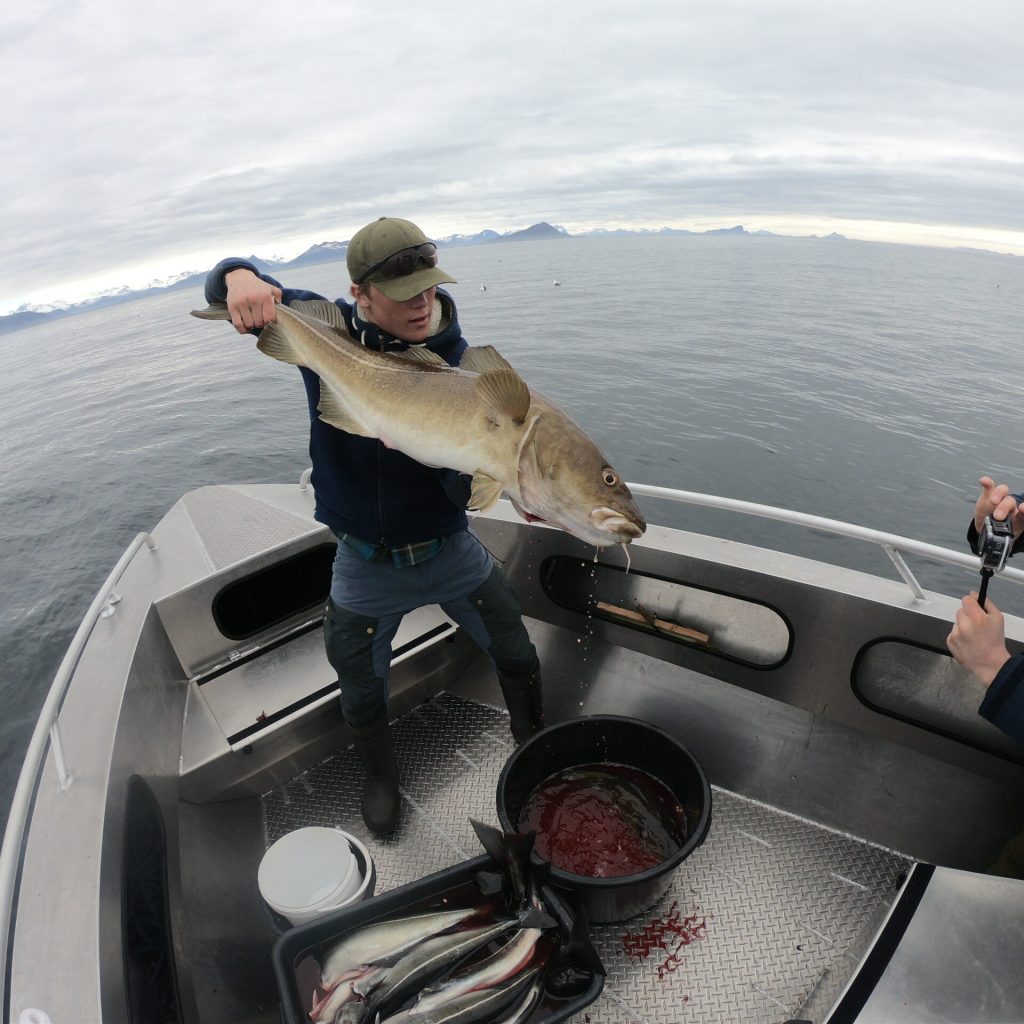 Cod caught by guest on Lille Herstrand in Kaasbøll 760 HT out at sea