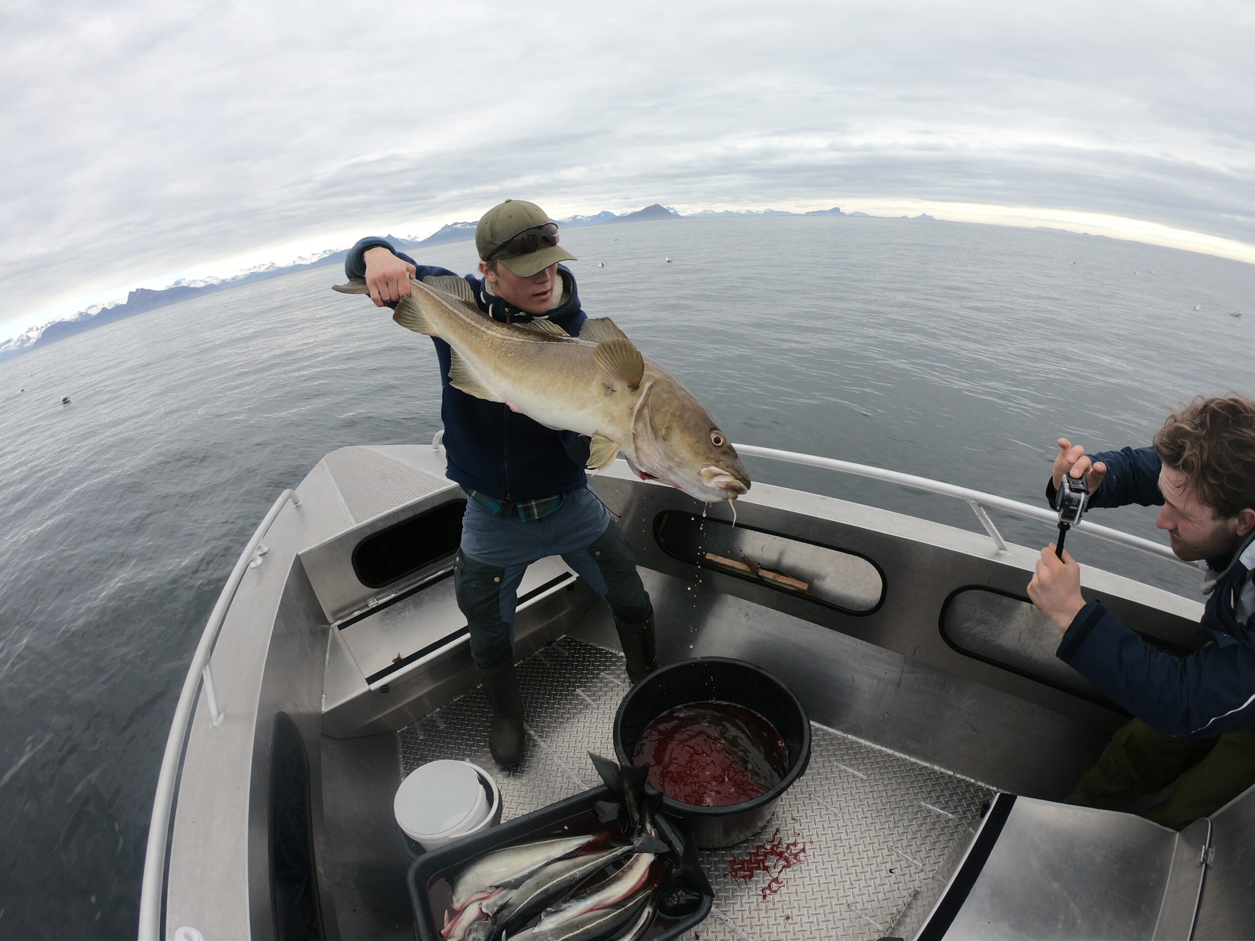 Cod caught by guest on Lille Herstrand in Kaasbøll 760 HT out at sea